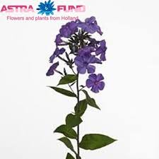 Phloxen zijn gelukkig niet onderhevig aan tuinmodes, alhoewel ze op dit moment wel erg gevraagd zijn. Phlox Paniculata Grp Blue Paradise
