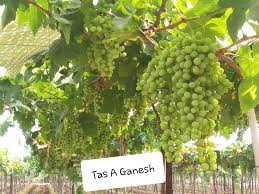 Check spelling or type a new query. Galeri Foto Buah Anggur India Varietas Tas A Ganesh