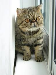 Iw bw sgc zendique jiminy cricket. Exotic Shorthair Wikipedia