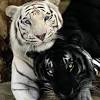 Tigers can have litters of as many as 7 cubs. Https Encrypted Tbn0 Gstatic Com Images Q Tbn And9gcs8ym7xvqa4bx1ka2f 0jmruqnuvxxoreulzqz2nrz9frpwv3wd Usqp Cau