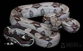 Axanthic Boa Constrictor Google Haku Reptiles Pet Red Tail Boa Snake Lovers