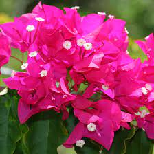 Bougainvillea Spp Bougainvillea Hawaiian Plants And Tropical Flowers