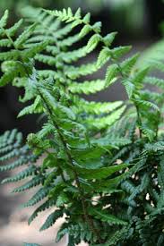 Dryopteris affinis [AGM]