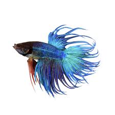 Discover the magic of the internet at imgur, a community powered entertainment destination. Blue Male Crowntail Betta For Sale Order Online Petco