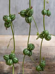 Image result for Diplocyclos