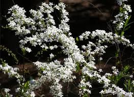 We did not find results for: Specie Di Arbusto Spirea Tipi E Varieta Di Spilli Rose Spiray
