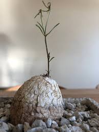 Image result for Ipomoea bolusiana