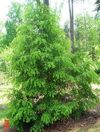 Spread the gravel in the 4 designated areas. Chinese Hemlock Tsuga Chinensis Tree Seeds Hardy Evergreen Tree Seeds Evergreen Garden Seeds