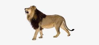 All of these white lion resources are for free download on pngtree. Angry Lion Png Images Download Lion With White Background Transparent Png 560x320 Free Download On Nicepng