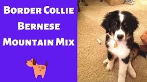 Given how new and relatively rare these dogs are, if you want one, you'll almost certainly have to go. All About The Border Collie Bernese Mountain Mix Bordernese Is This Mix Breed A Family Dog Youtube