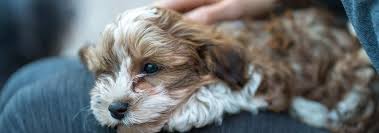 He's the first to let you know he's hungry or when he wants to go out. Havanese Dog Breed Facts And Personality Traits Hill S Pet