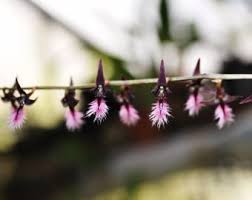 Image result for Bulbophyllum saltatorium