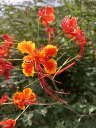 Image result for Caesalpinia rostrata