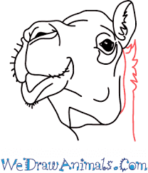 Contour the bactrian camel, trying to vary the thickness and darkness of the line. How To Draw A Camel Head