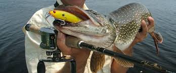 Abundant cover and structure grow plenty of bluegill, r. Muskoka Ontario Fishing Trips