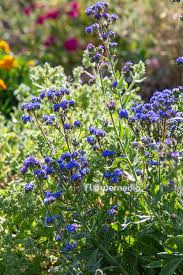 Image result for Anchusa capensis