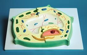 Check spelling or type a new query. United Scientific Supplies Inc Plant Cell Model Sonicsupply