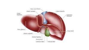 Las 15 Partes Del Higado Humano Y Sus Funciones