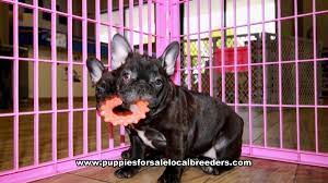 French bulldog puppies are really cute, so today we'll discuss a lot more about these pups, their growth stages, nutritional needs, and training! Puppies For Sale Local Breeders Brindle French Bulldog Puppies For Sale Georgia Local Breeders Gwinnett County Ga At Lawrenceville Puppies For Sale Local Breeders