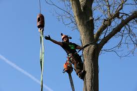 Check spelling or type a new query. Tree Surgeons Brentwood T H Tree Services