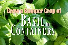 In most circumstances water basil at least once, every 3 or 4 days to keep basil healthy. Grow A Bumper Crop Of Basil In Containers Preparednessmama