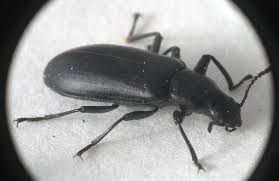 Carpet beetle adults can be all black to mottled grey, white, and brown, and round to oval in shape. Pin On Black Bugs For Layal Khateeb