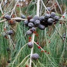 Image result for Casuarina littoralis