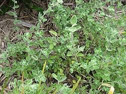 Image result for Origanum