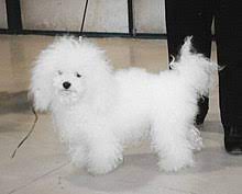 The search tool above returns a list of breeders located nearest to the zip or postal. Bolognese Dog Wikipedia