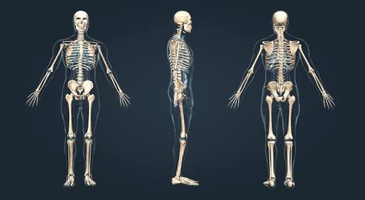 3d iskelet modeli