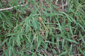 Image result for Microstegium