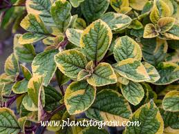 Image result for Plectranthus guruensis