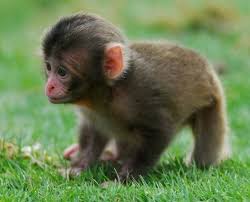 Pictures Of Cute Baby Animals Cute Animal Pictures With Quotes Cute Animal Pictures To Draw Funny Baby Animals Cute Baby Animals Pictures Baby Animals Animals