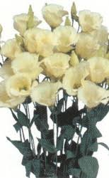 Image result for eustoma flamenco