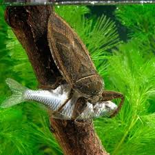 Baratas D Agua Gigantes Comem Tartarugas Patinhos E Ate Mesmo Cobras National Geographic