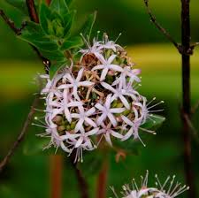 Image result for Otiophora inyangana