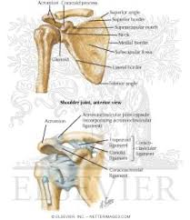 The left shoulder and acromioclavicular joints, and the proper ligaments of the scapula. Shoulder Bones And Ligaments