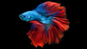 He is my fish, and a good fish. Shades Of Nature Fighting Fish Cit Coin Invest Ag