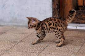 Bismillah semoga laku punya kucing bengal jantan jinak sehat aktif lincah kali ada yang minat buat mainan mau di mahar a40 nett *085780623264. Kucing Bengal Indonesia Jual Kucing Bengal Cimahi