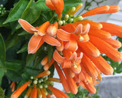 Image result for Pyrostegia