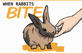 View this vine on vine. When Rabbits Bite How To Bond With Aggressive Rabbits