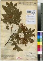 Image result for Albizia grandibracteata