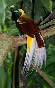 Bird Of Paradise Fly Up Your Nose Pin On Birds