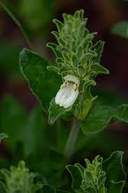 Image result for Pogonospermum subsessile