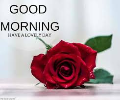 150 Beautiful Good Morning Images Best Collection Good Morning Beautiful Flowers Good Morning Images Good Morning Rose Images