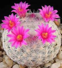 Mammillaria Humboldtii By Jocelyn Flowering Succulents Rare Flowers Blooming Cactus