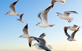 Sky Seagulls Animal High Quality Wallpaper 2k Wallpaper Hdwallpaper Desktop Animals Animal Groups Bird Photo