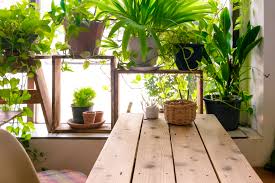The Ultimate Guide To Indoor Plants Greener On The Inside