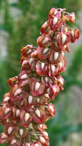 Image result for Rumex