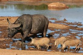 There are several animal species that are among the world's tallest, fastest or. South Africa Wildlife And Wildlife Reserves